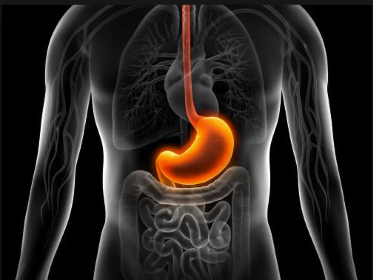 Non è lo stomaco l’organo più importante per la digestione: ecco cosa succede davvero